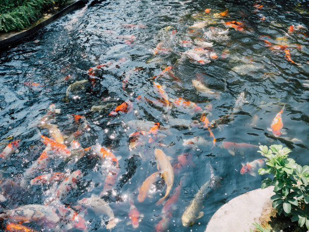 鲤鱼群