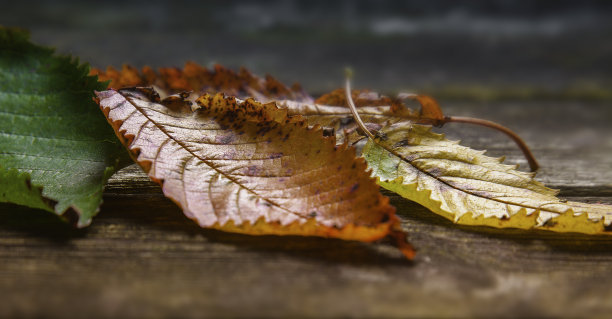 木板 落叶 秋天 枯叶