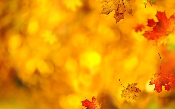 黄金质感树叶叶子纹理