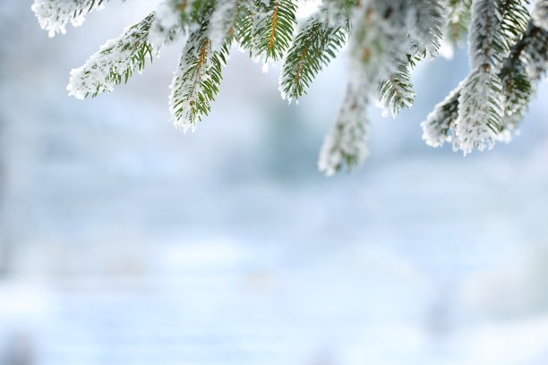 积雪树枝