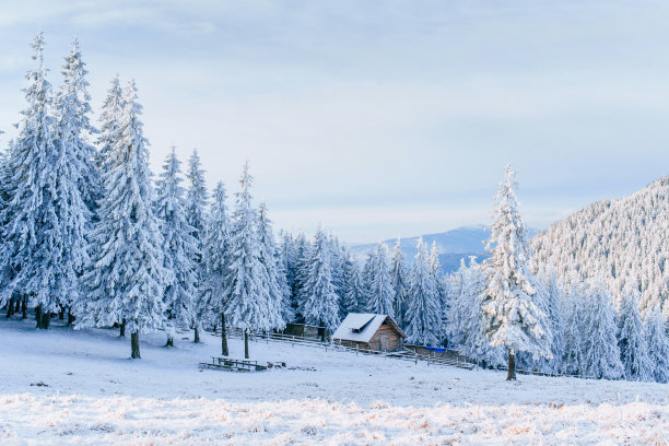 白雪绿树