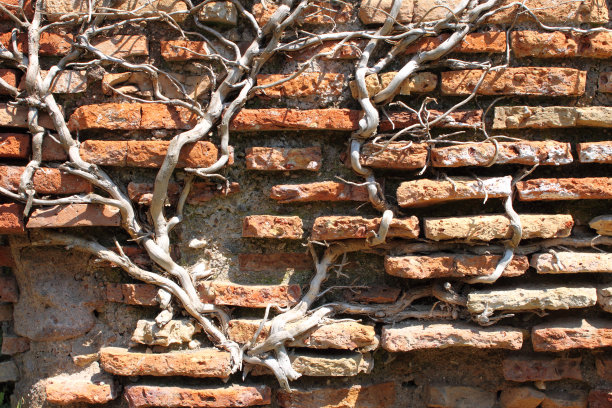 树根砖墙