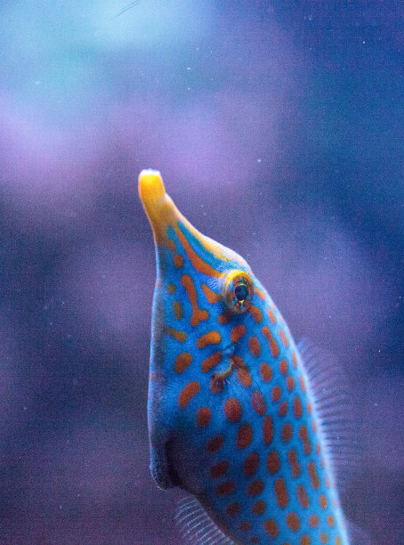 斑点海洋热带鱼