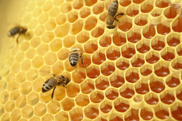 养蜂,蜂箱