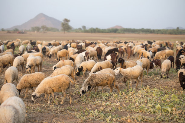 乡村羊群牧羊