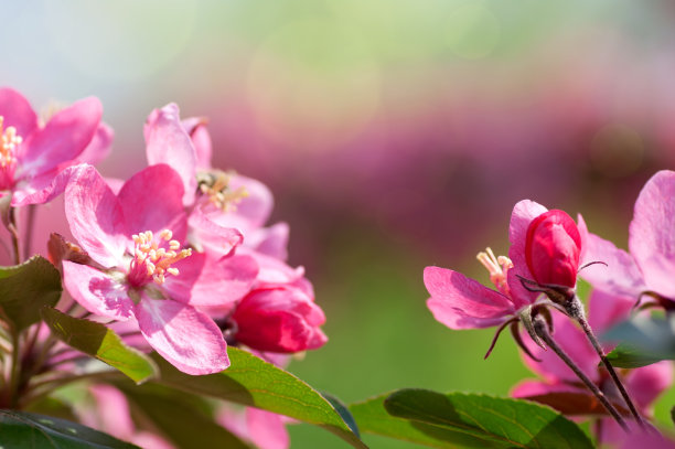 苹果树开花