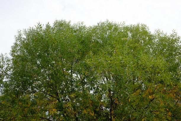 秋天的榆树叶儿