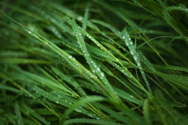 草与露水特写