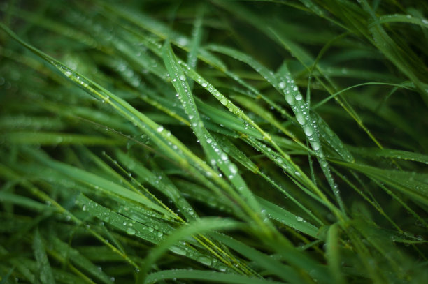 雨后的青草