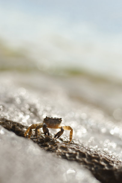 远海梭子蟹