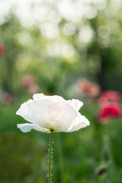 山花子