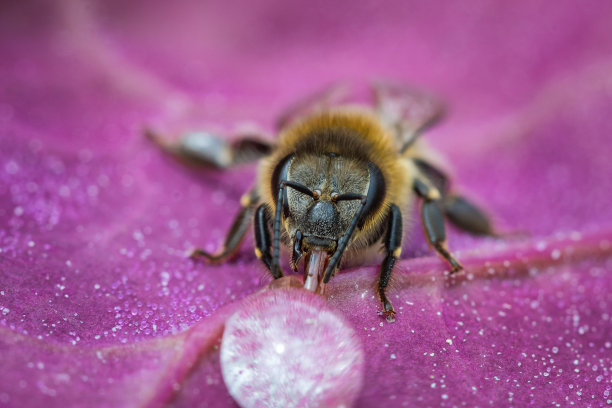 百花蜂蜜蜂王浆蜂糖