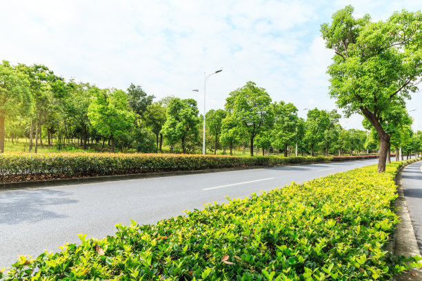 公路 大道 绿化带