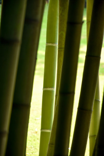 成排的竹子