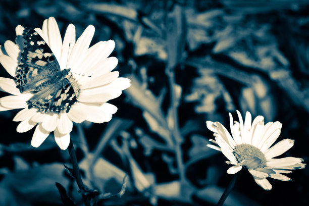 蝴蝶与向日葵