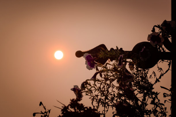 天空,花,水平画幅