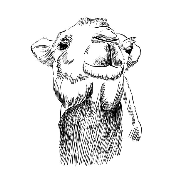 快乐的可爱小骆驼