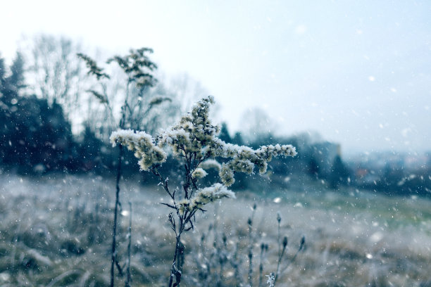 冬天的枯草地
