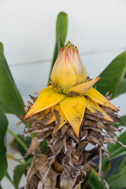 香蕉开花