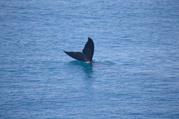 孤独的鲸