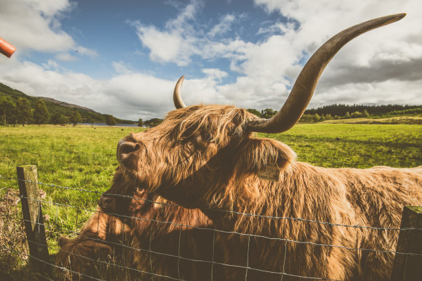 苏格兰高原牛