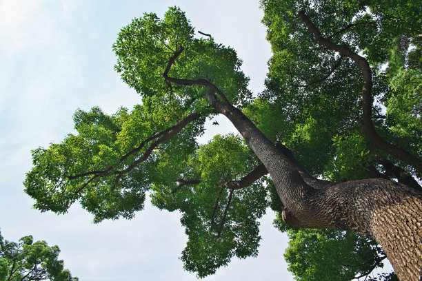 香樟树