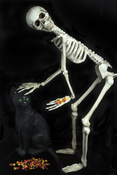 猫狗骨骼