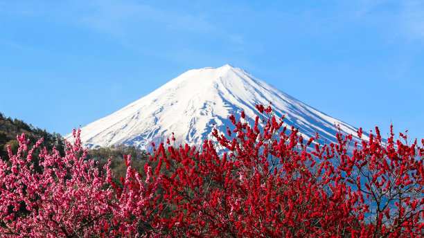 高山青梅