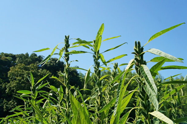 芝麻地