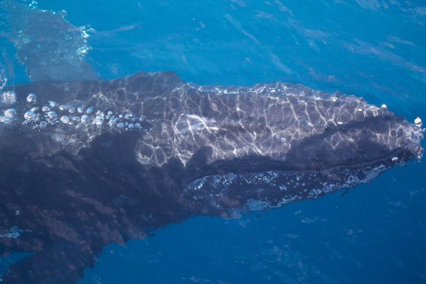 海浪与鲸