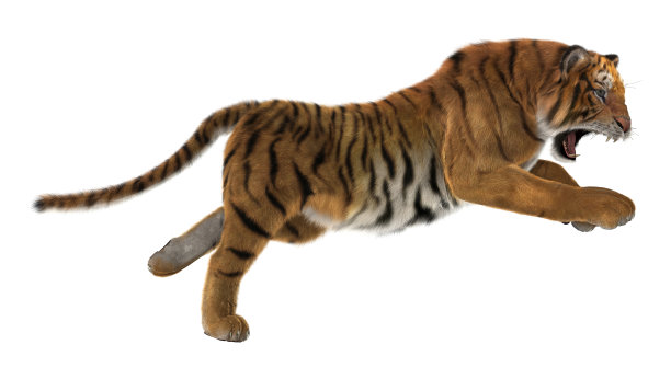 老虎模型