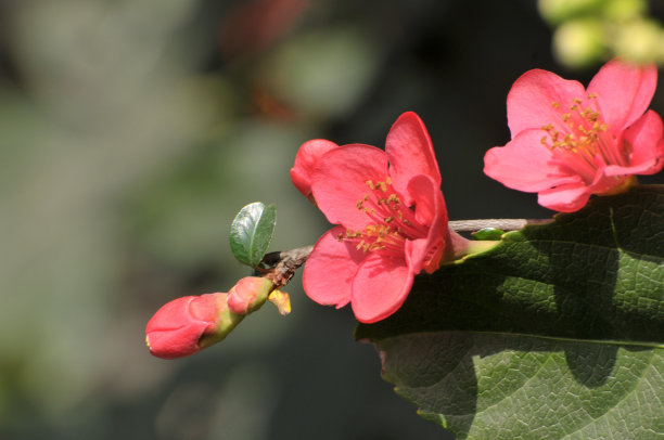 图案与苹果花