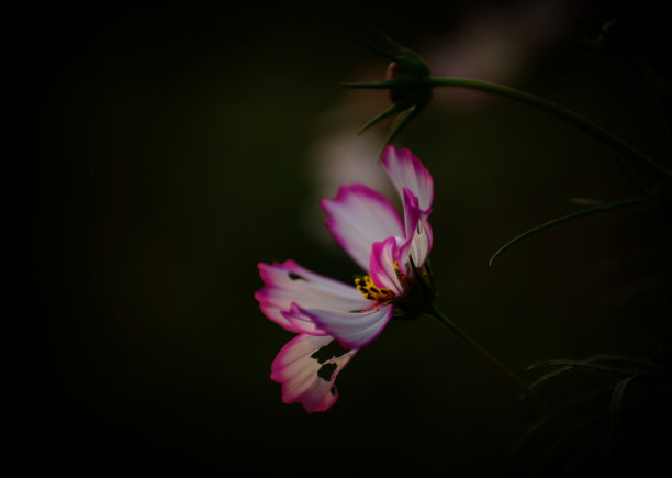 粉色小菊