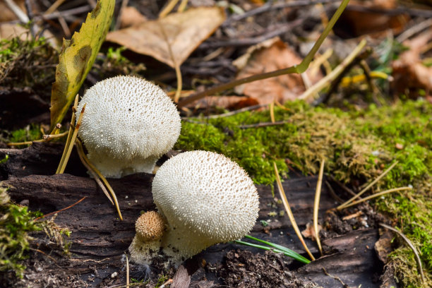 蘑菇的菌盖