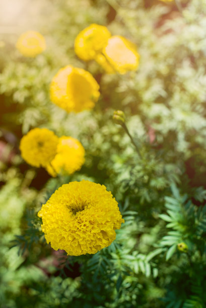 浪漫植树节