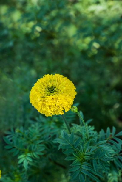 浪漫植树节