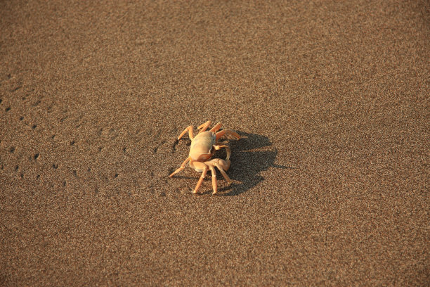 螃蟹 蟹肉 蟹天蟹地