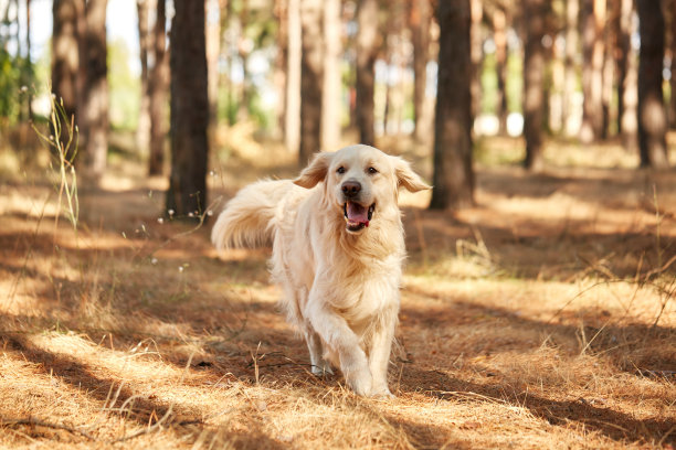 犬