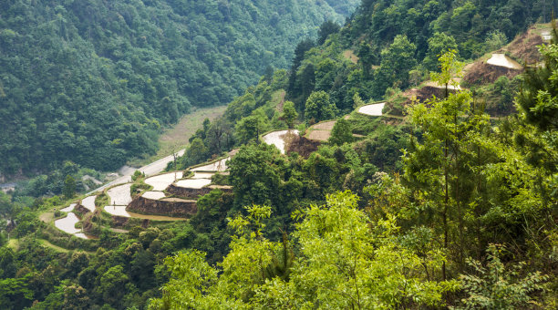 野草地