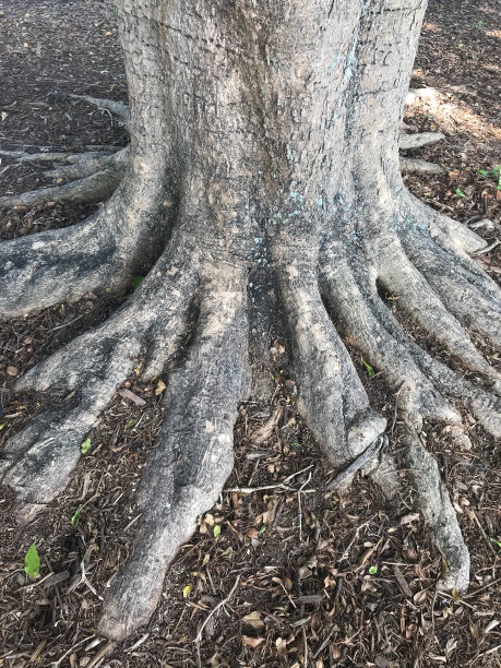 错综树根