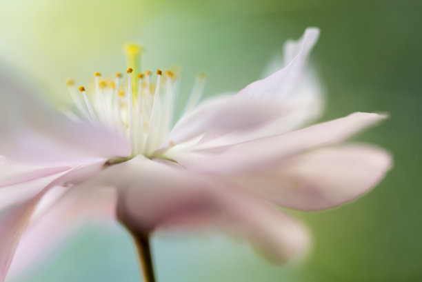 樱花特写