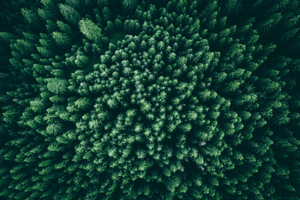 绿树森林