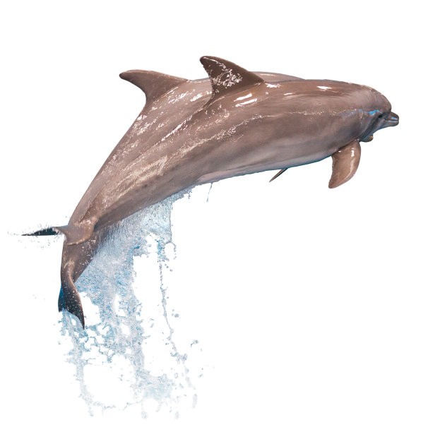 海豚 跳跃