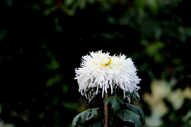 菊花展览会