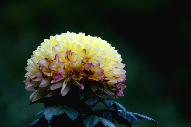 菊花展览会