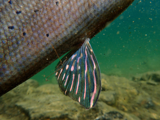 鱼胸鳍