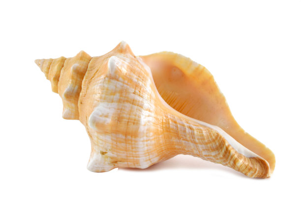 海贝海螺