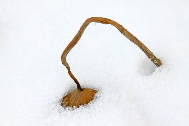 冰雪荷花池