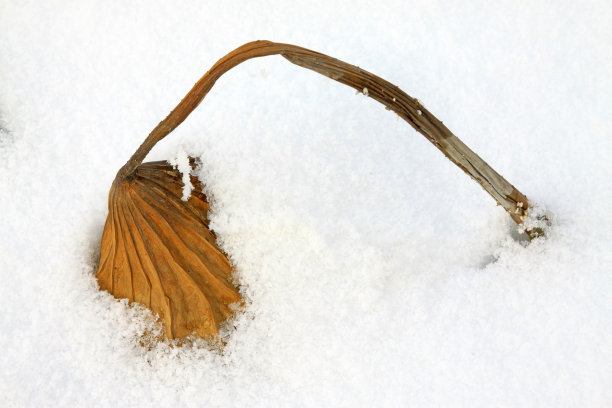 冰雪荷花池