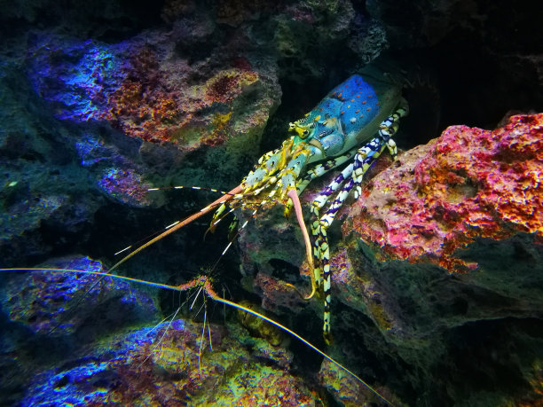 冲绳水族馆